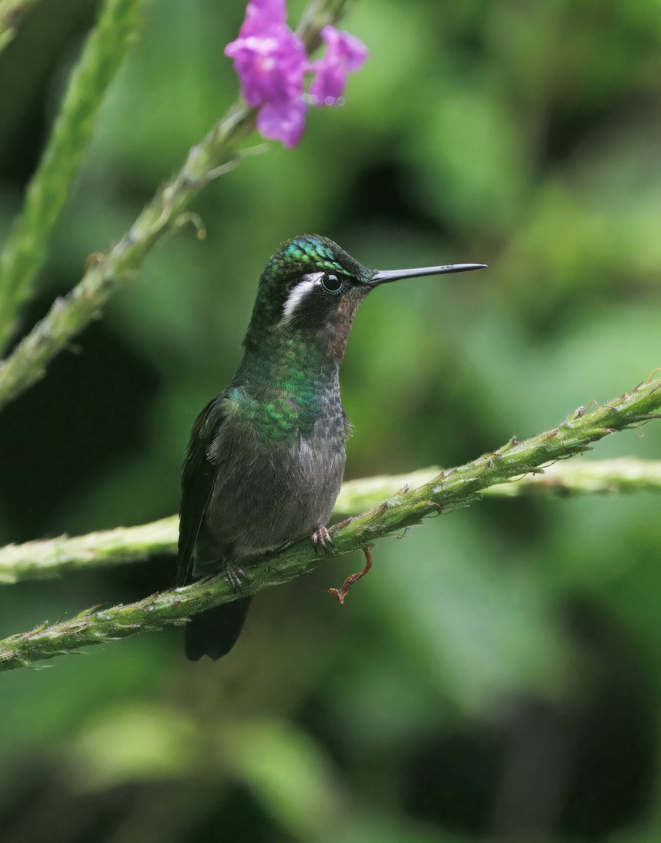 Purple-throated Mountain-gem - ML646872908