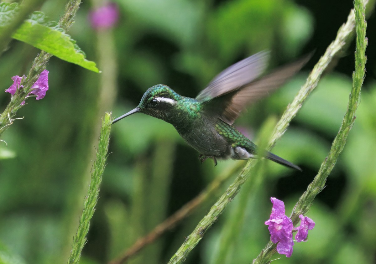 Purple-throated Mountain-gem - ML646872909