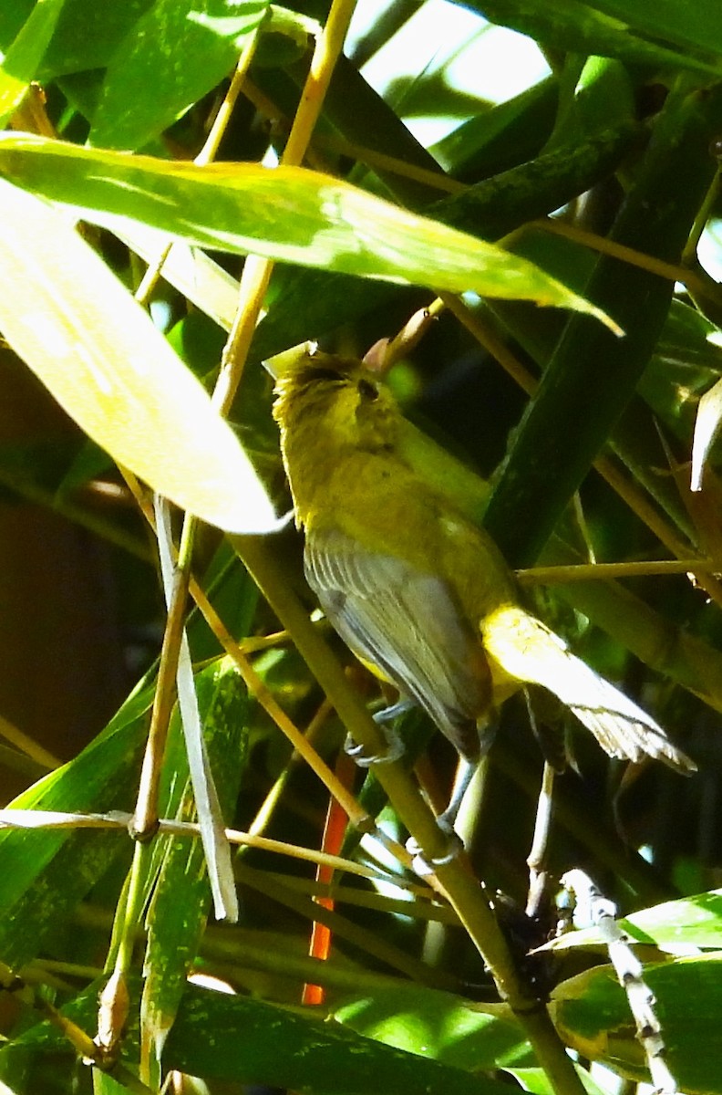 Golden Vireo - ML646872919