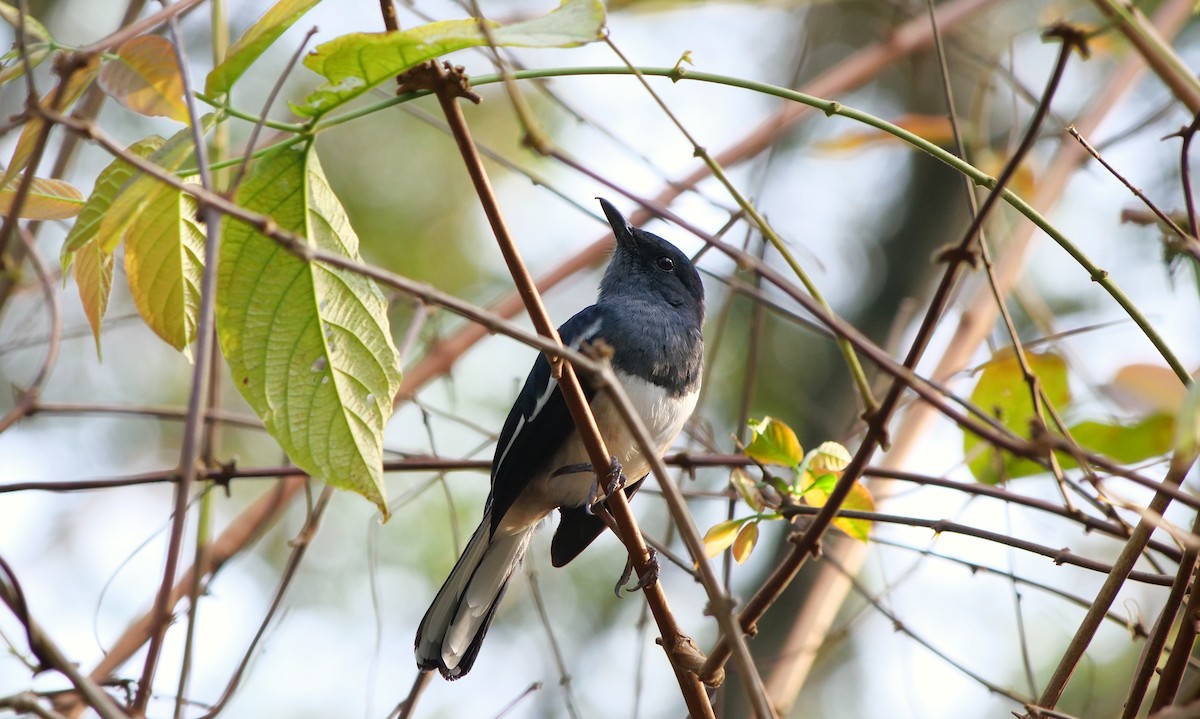 Сорочий шама - ML646872922