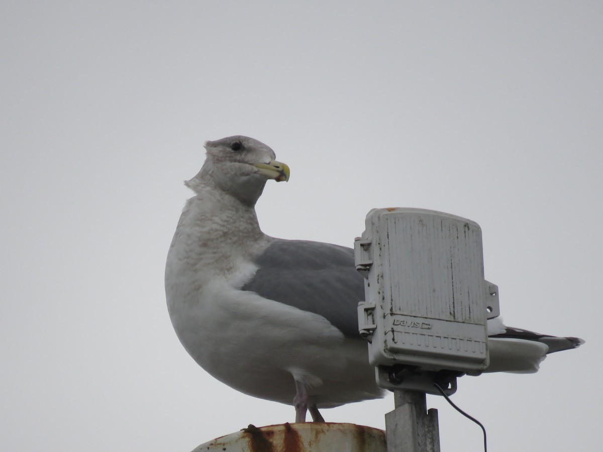 Gaviota de Bering - ML646872926