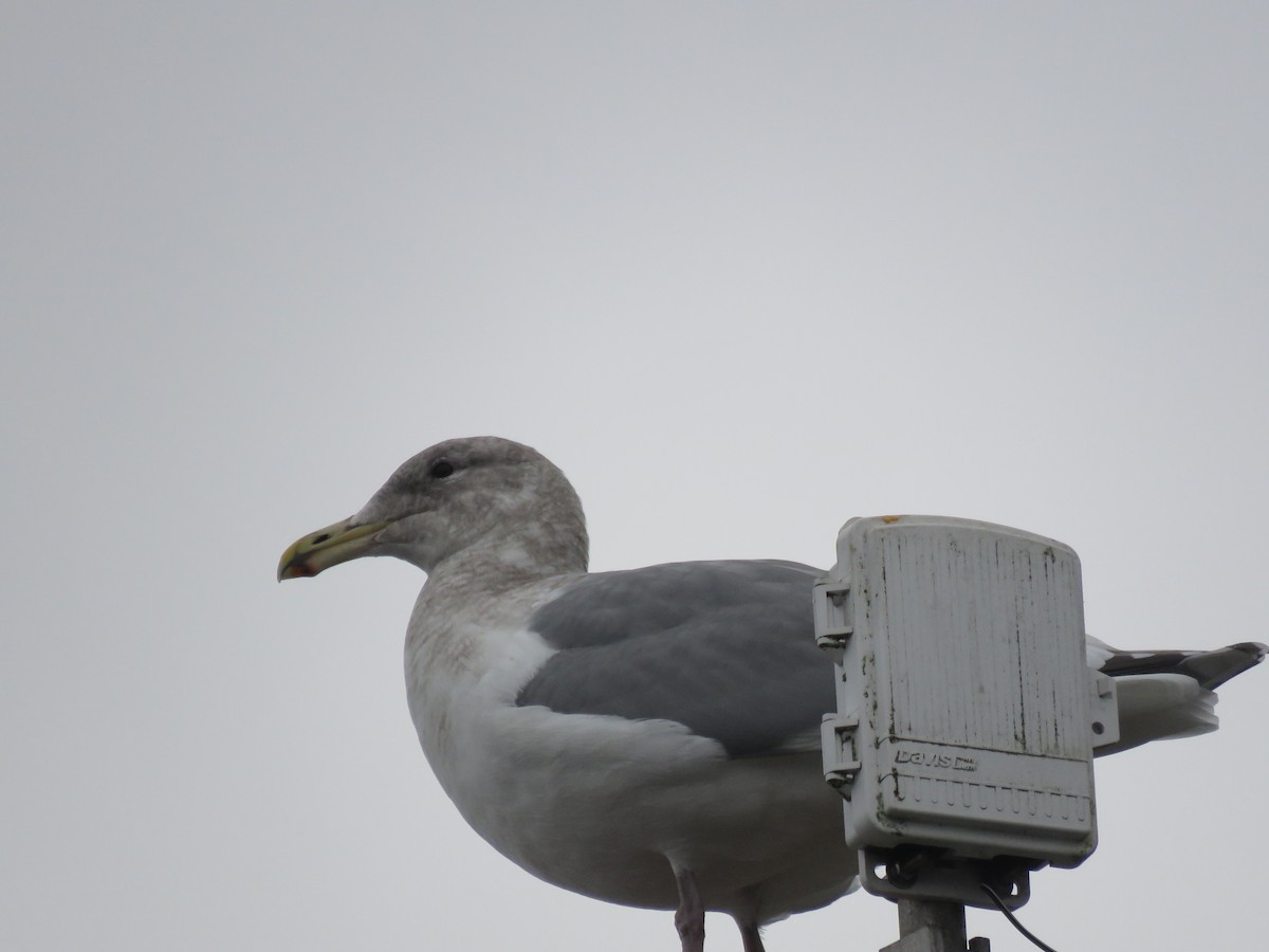 Gaviota de Bering - ML646872927