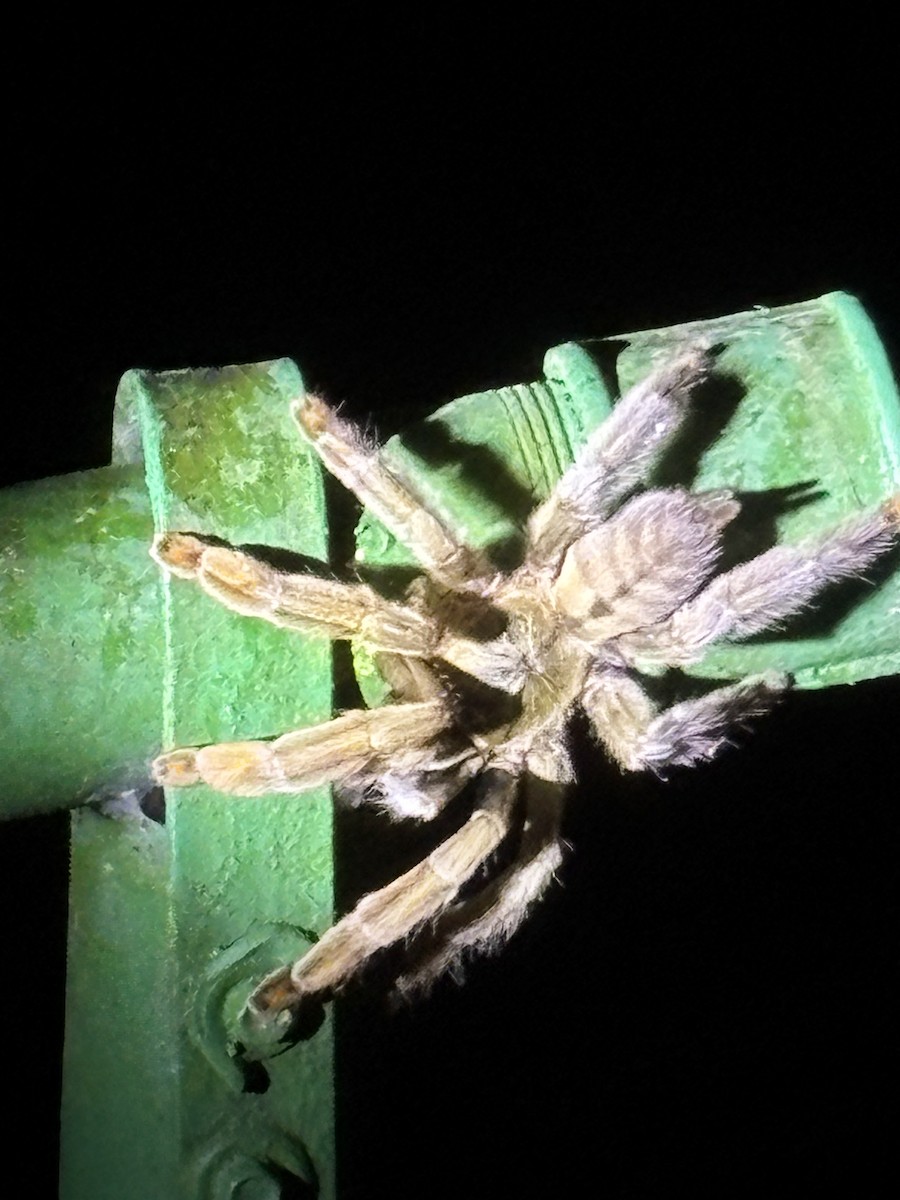 Trinidad Chevron Tarantula - ML646872930
