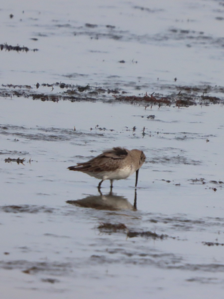 Чернозобик - ML646872931