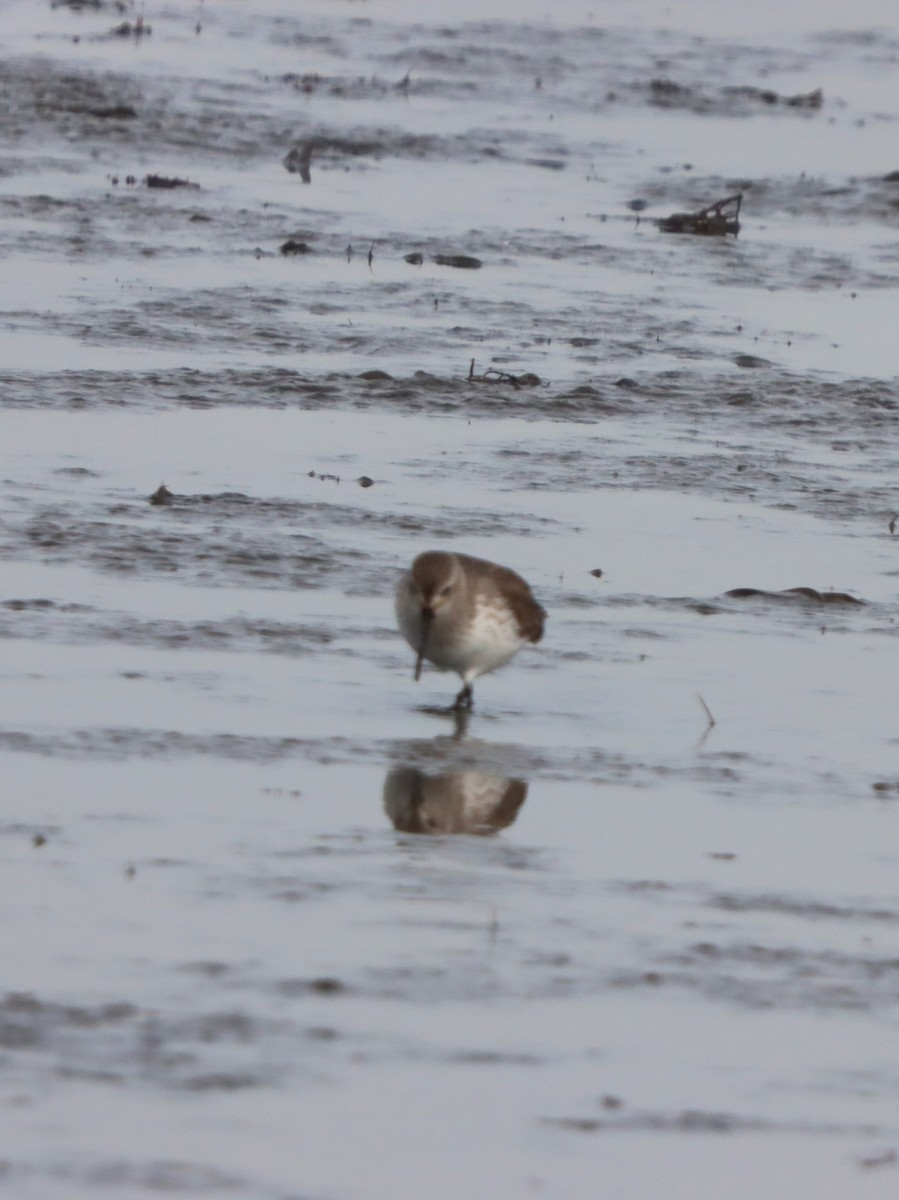 Чернозобик - ML646872932