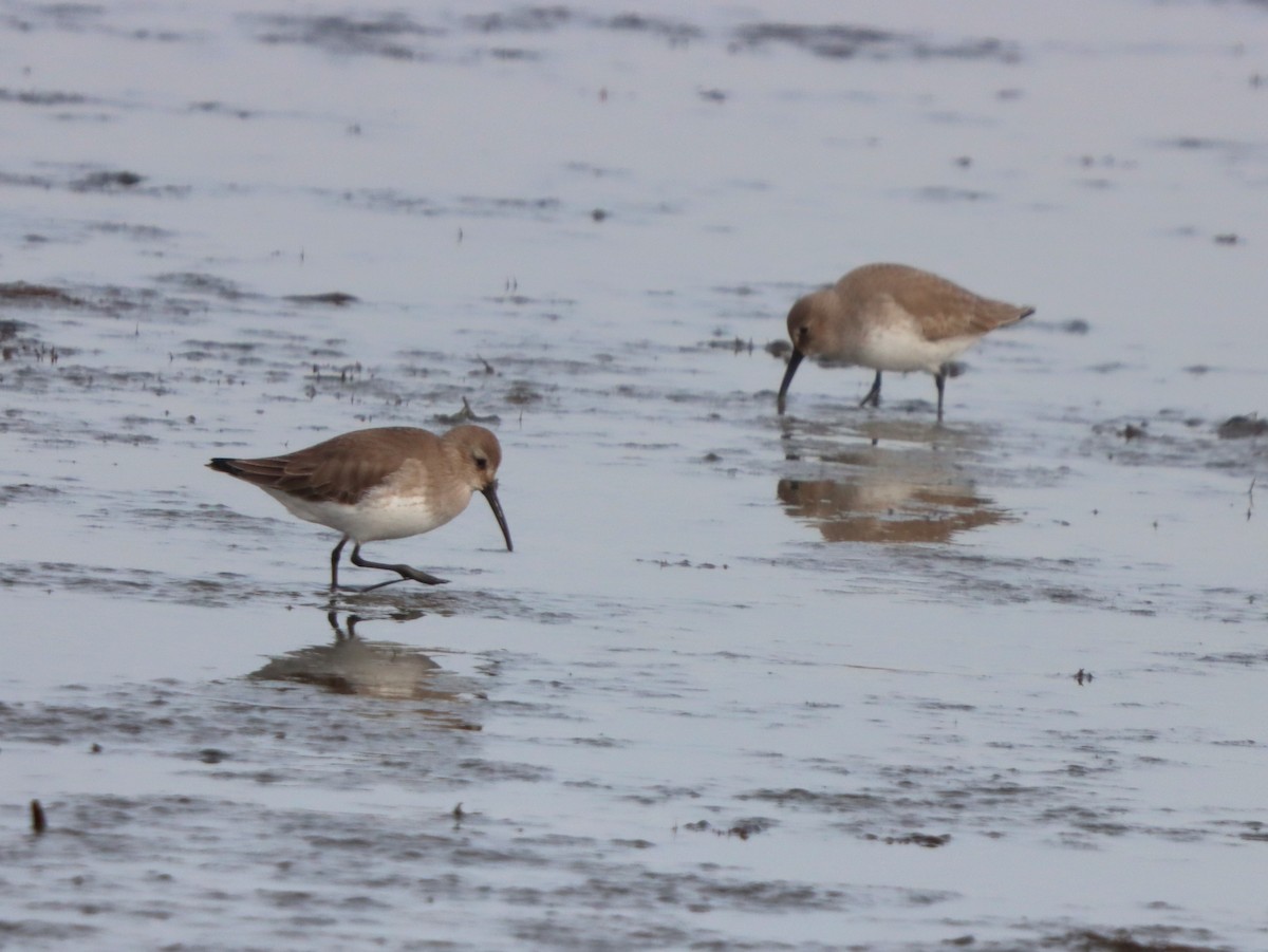 Чернозобик - ML646872933