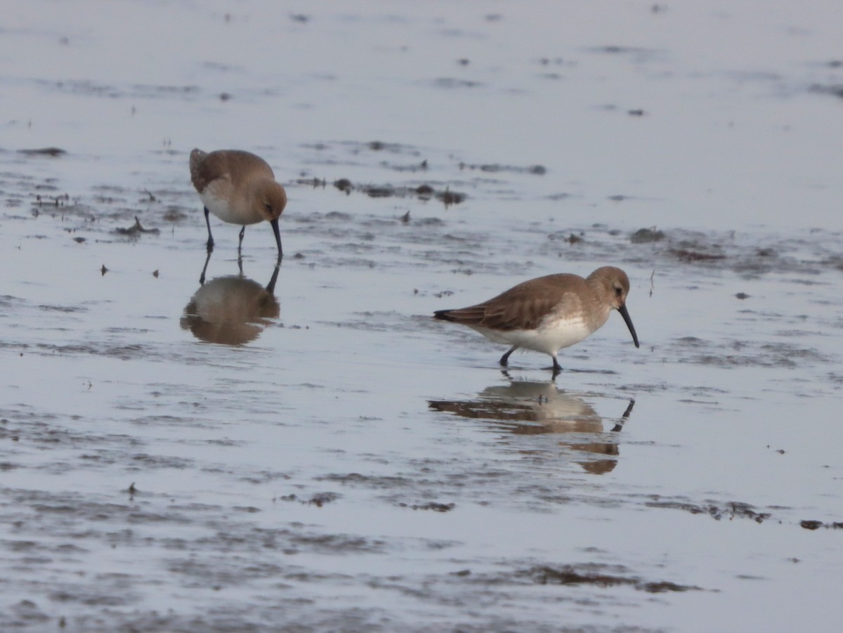 Чернозобик - ML646872934