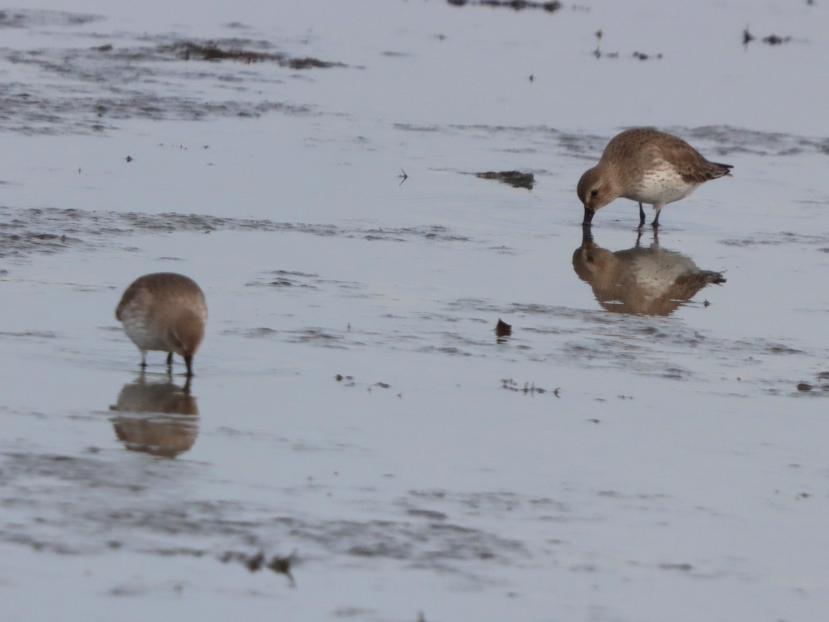 Чернозобик - ML646872935