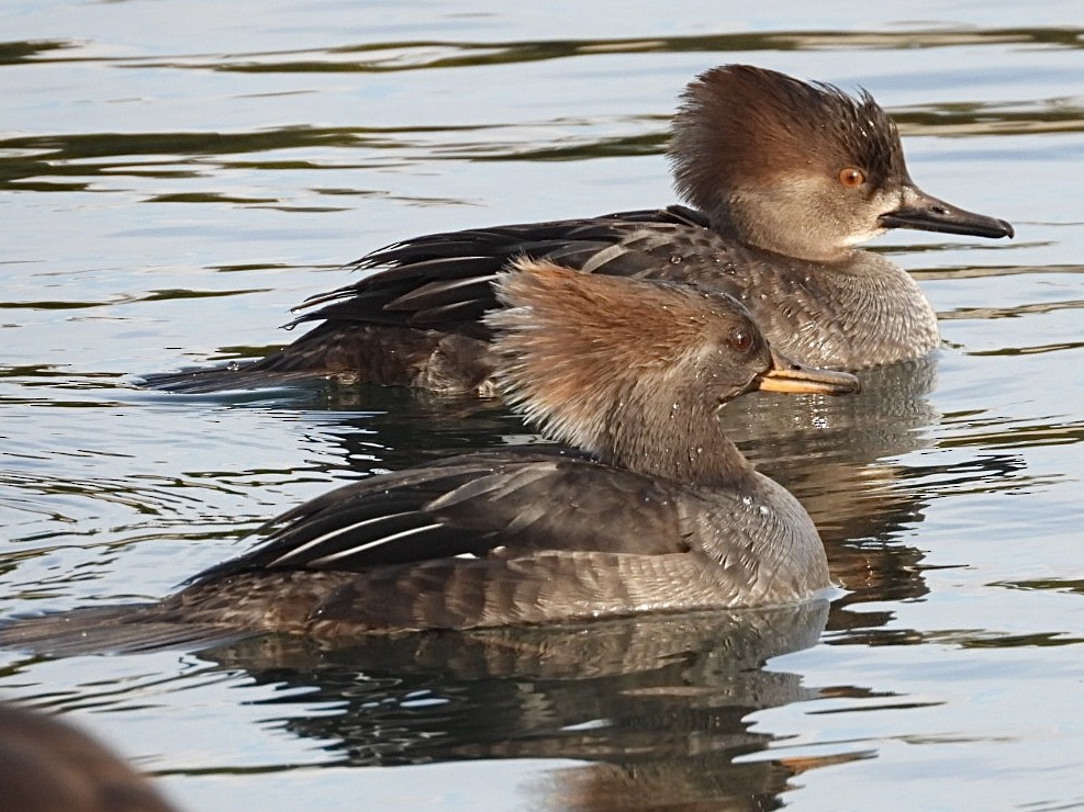 Hooded Merganser - ML646872936