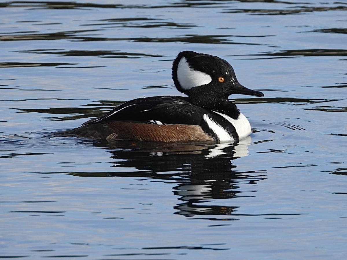 Hooded Merganser - ML646872937