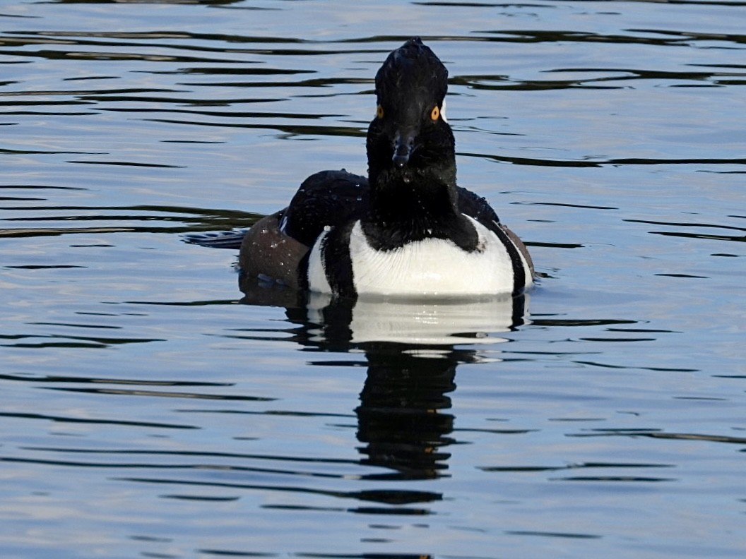 Hooded Merganser - ML646872938