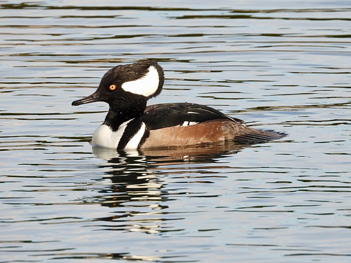 Hooded Merganser - ML646872939