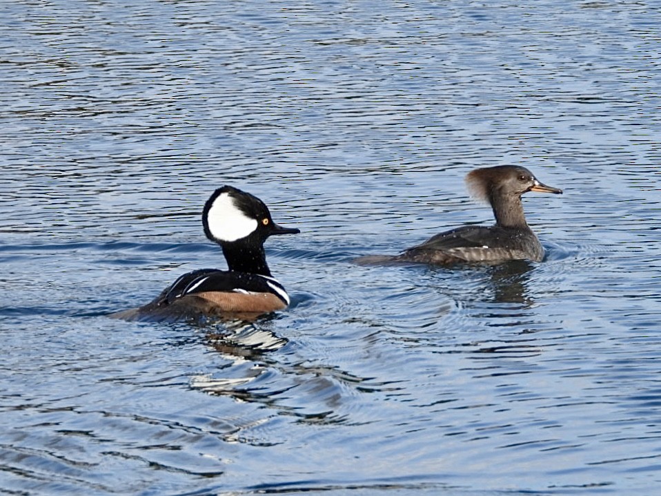 Hooded Merganser - ML646872940