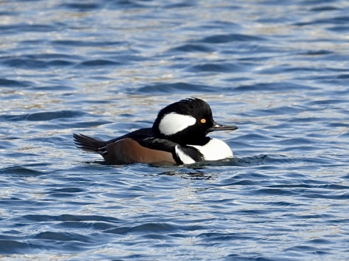 Hooded Merganser - ML646872941