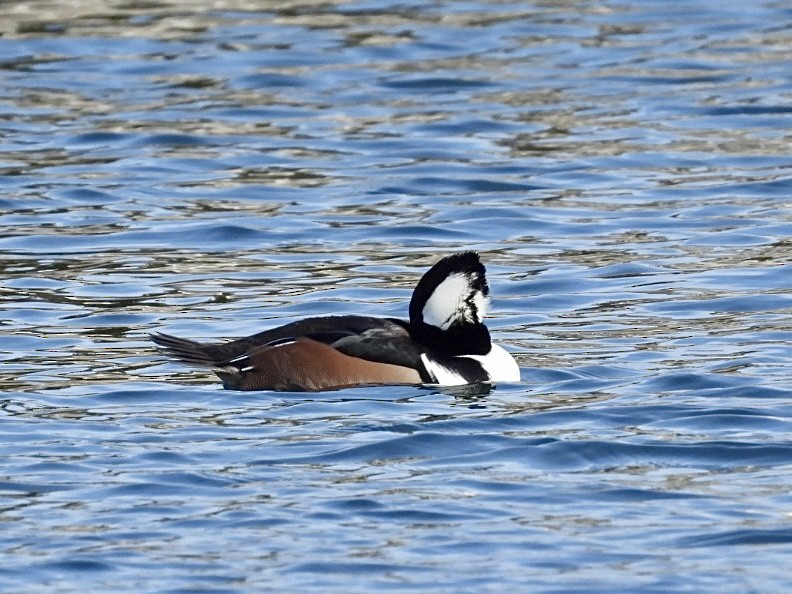 Hooded Merganser - ML646872942
