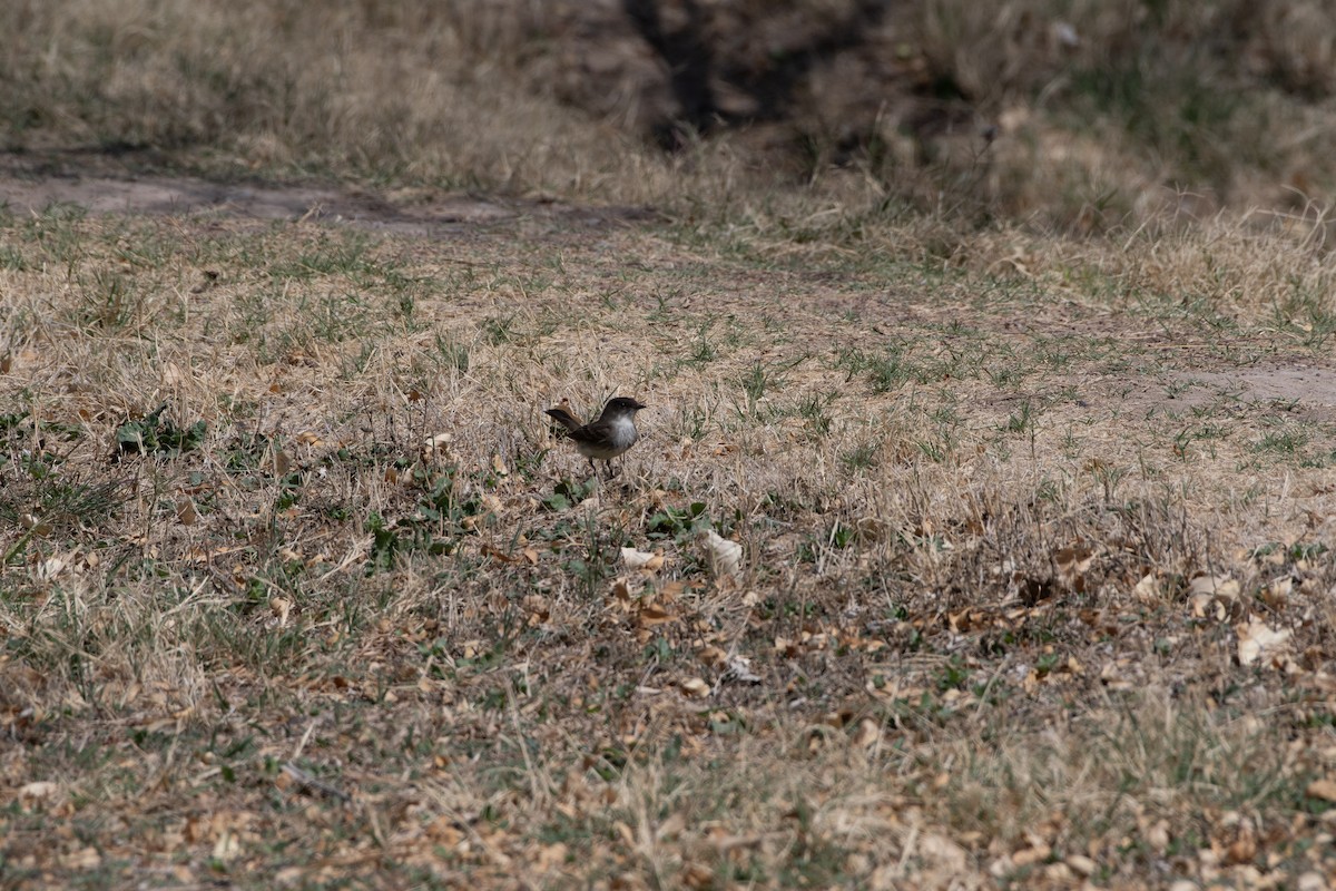 gråfibi - ML646872943