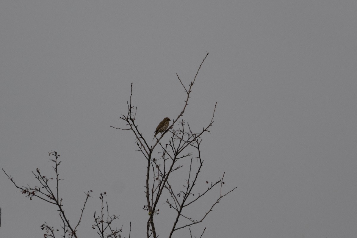 Purple Finch - ML646872945