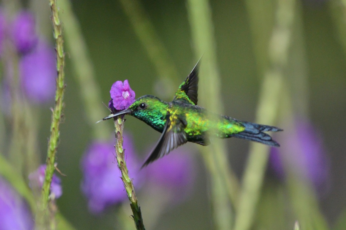 Garden Emerald - ML646872946