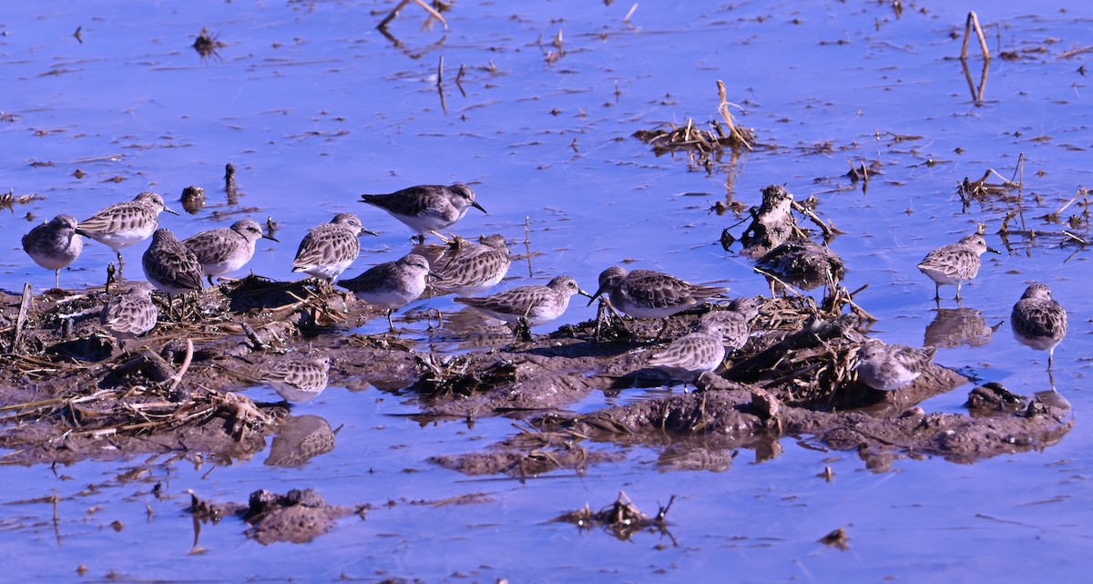 חופית זעירה - ML646872947
