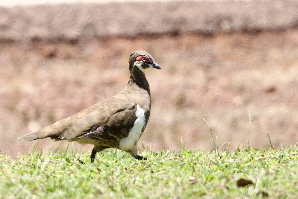 Голуб масковий - ML646872949