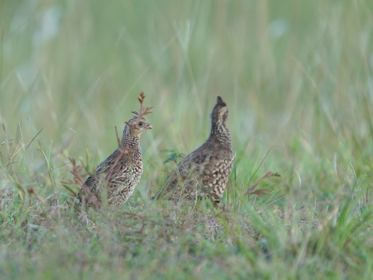 Crested Bobwhite - ML646872952