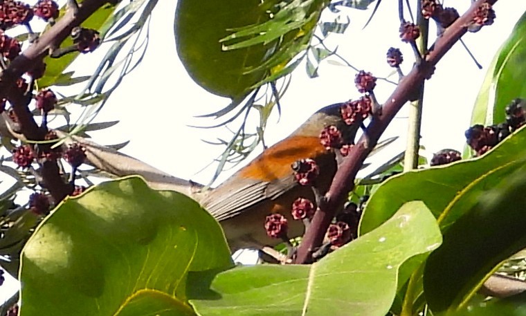 Meksika Ardıcı - ML646872953