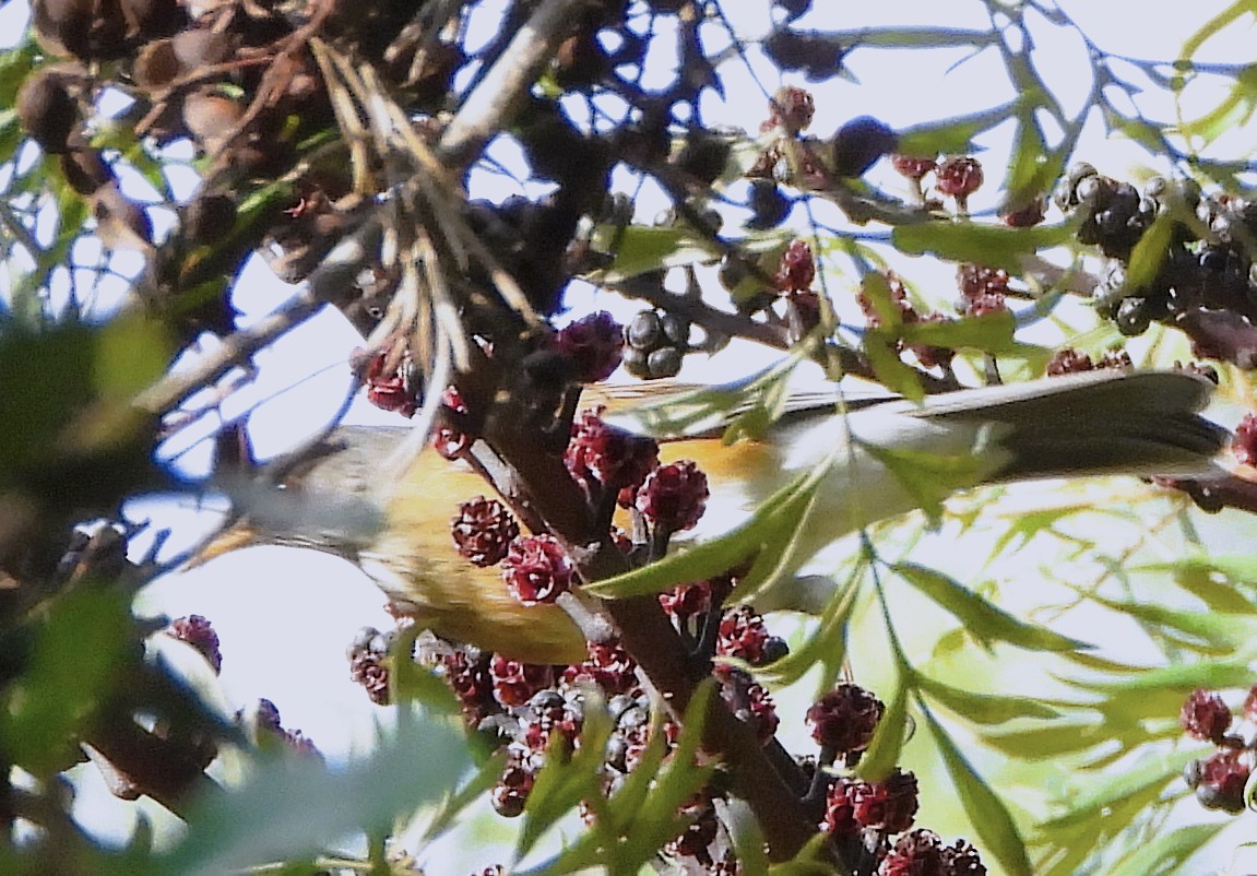 Meksika Ardıcı - ML646872954