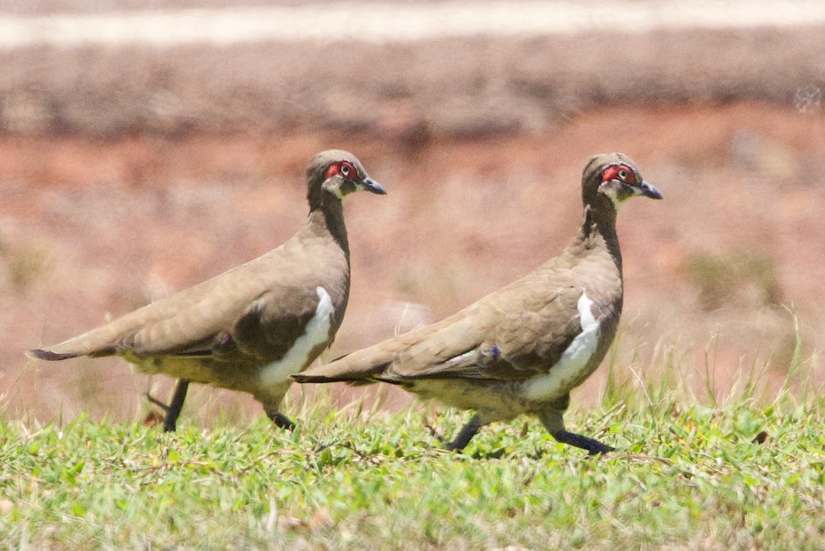 Голуб масковий - ML646872955