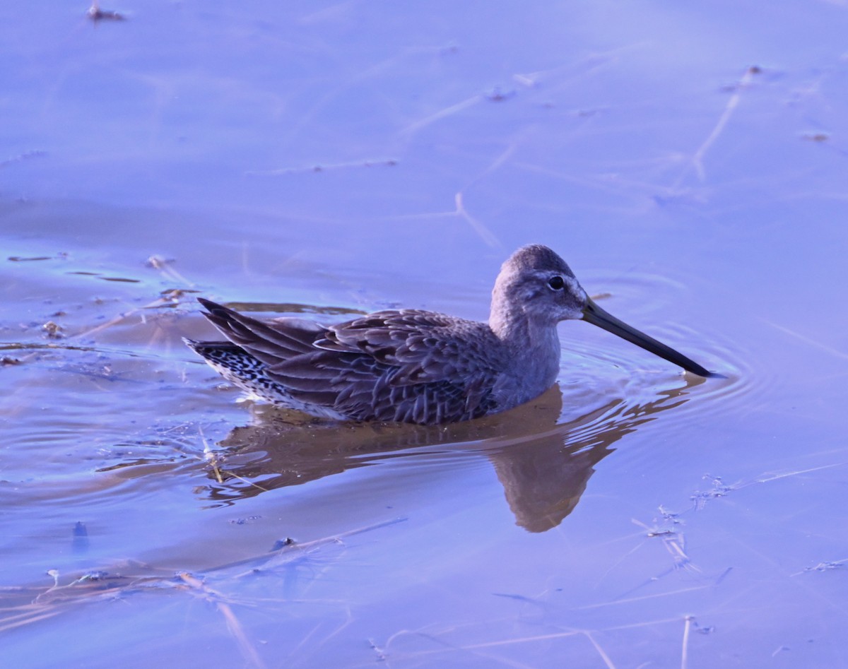 Long-billed Dowitcher - ML646872956