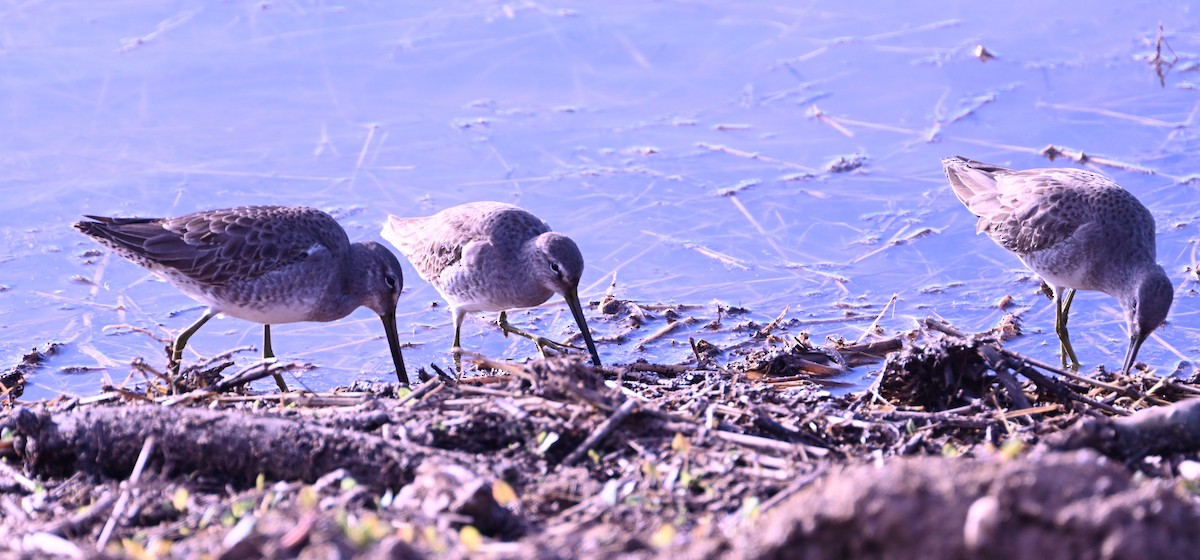 Long-billed Dowitcher - ML646872957