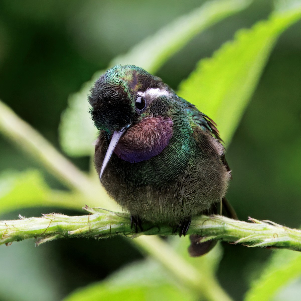 Purple-throated Mountain-gem - ML646872960