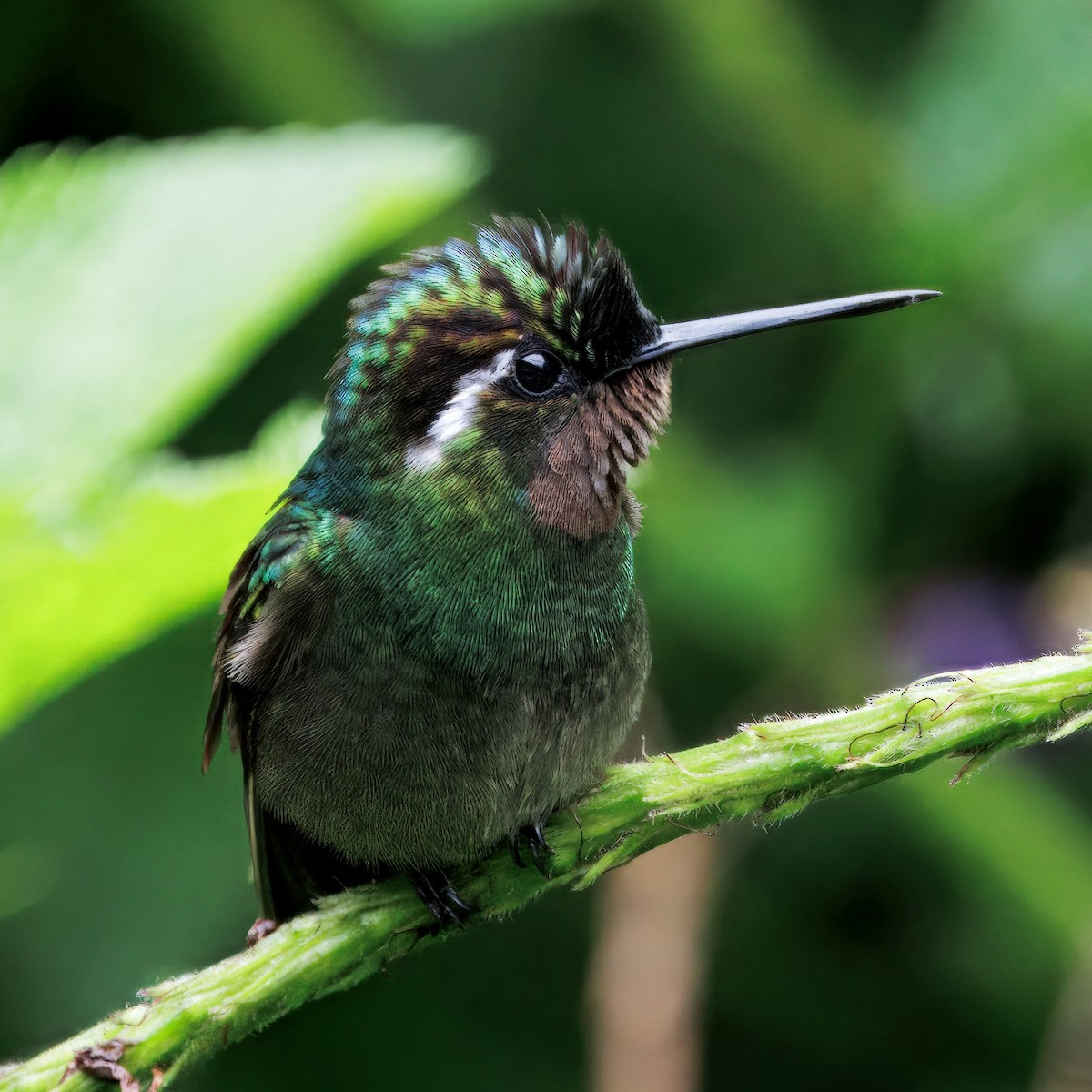 Purple-throated Mountain-gem - ML646872961