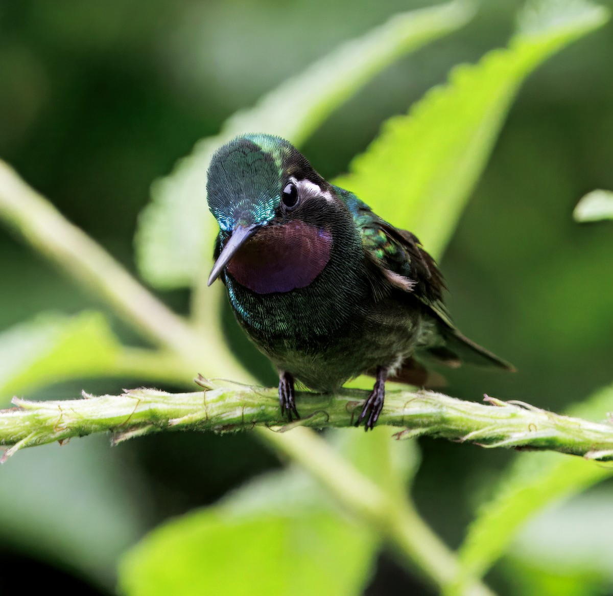 Purple-throated Mountain-gem - ML646872962