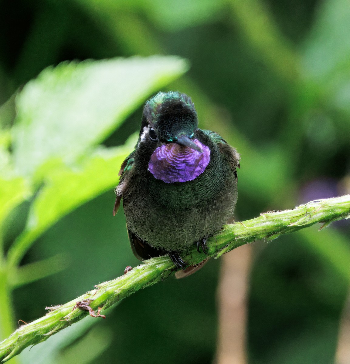 Purple-throated Mountain-gem - ML646872963