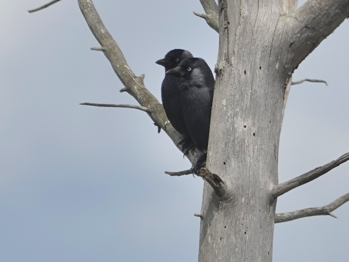 Eurasian Jackdaw - ML646872971