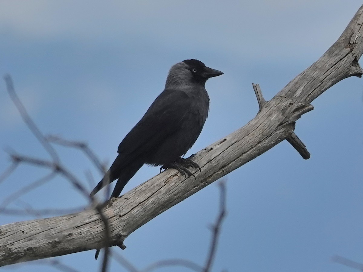 Eurasian Jackdaw - ML646872972