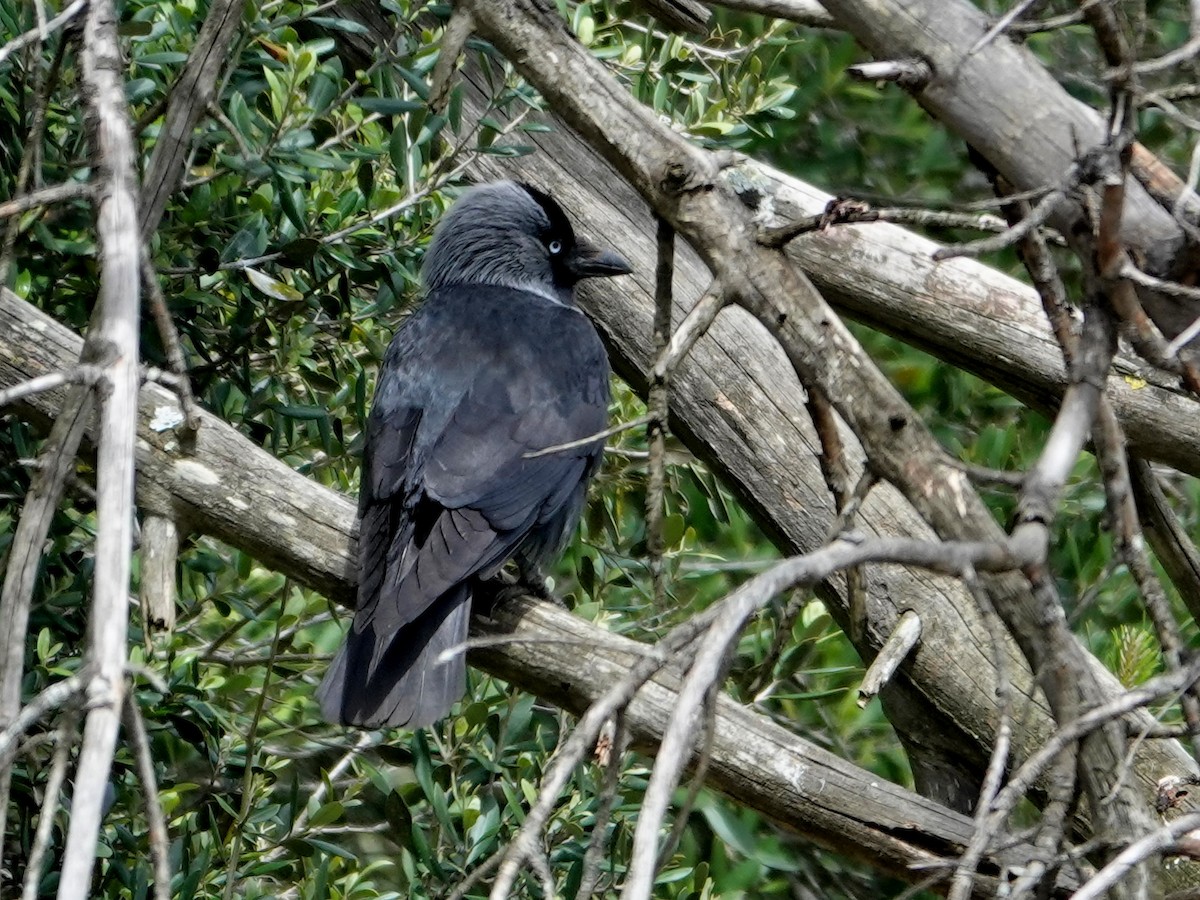 Eurasian Jackdaw - ML646872973