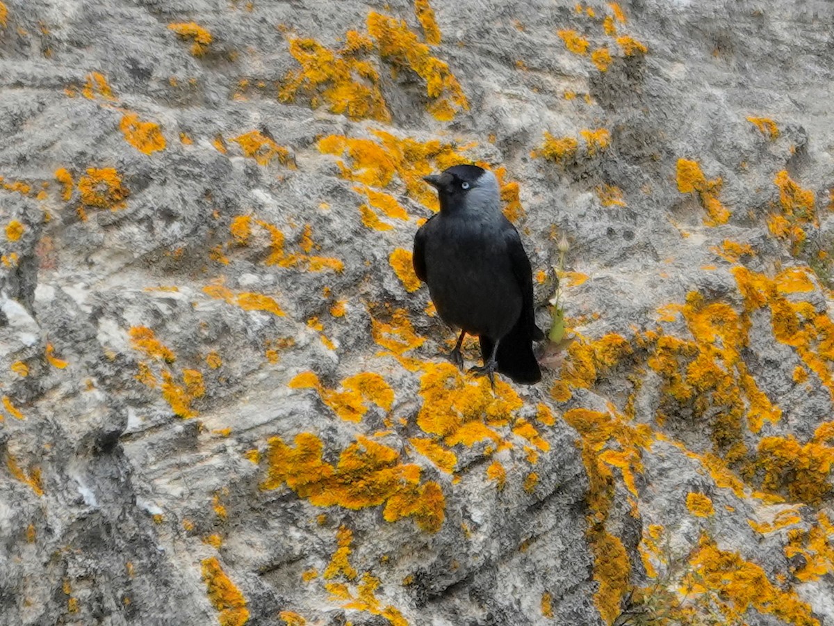 Eurasian Jackdaw - ML646872974