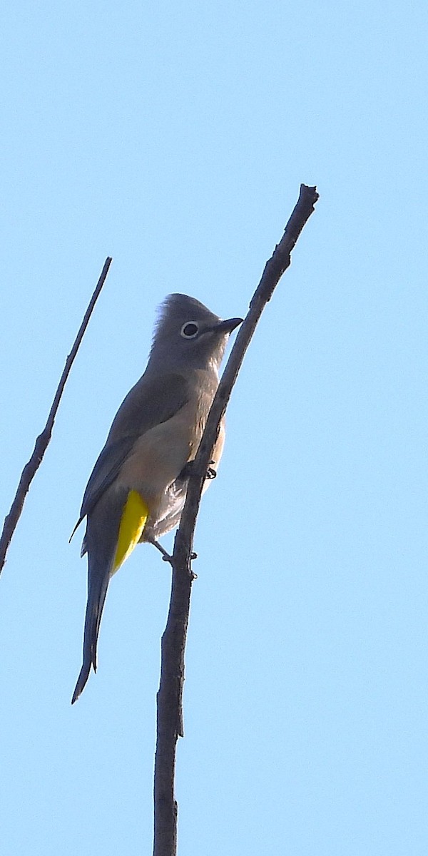 Gray Silky-flycatcher - ML646872975