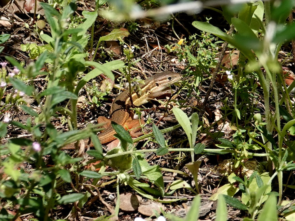 Large Psammodromus - ML646872978