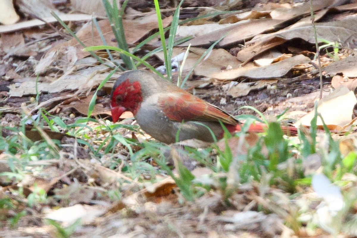 Амадина-рубінчик малинова - ML646872982