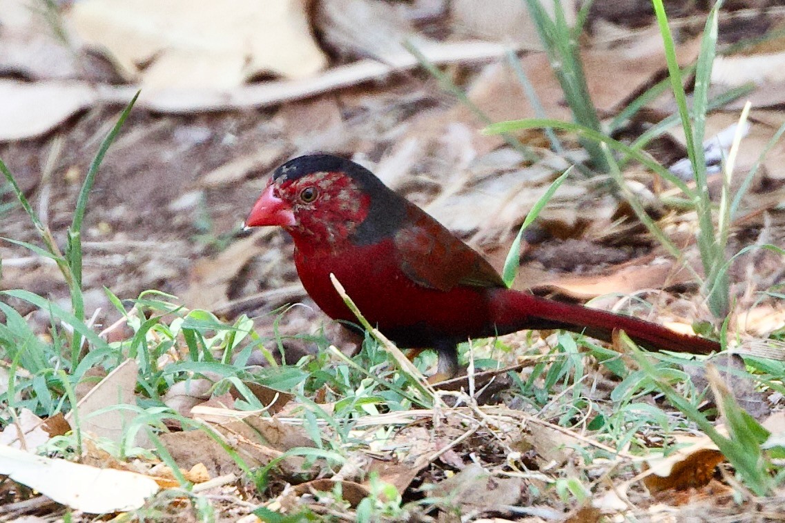 Амадина-рубінчик малинова - ML646872983