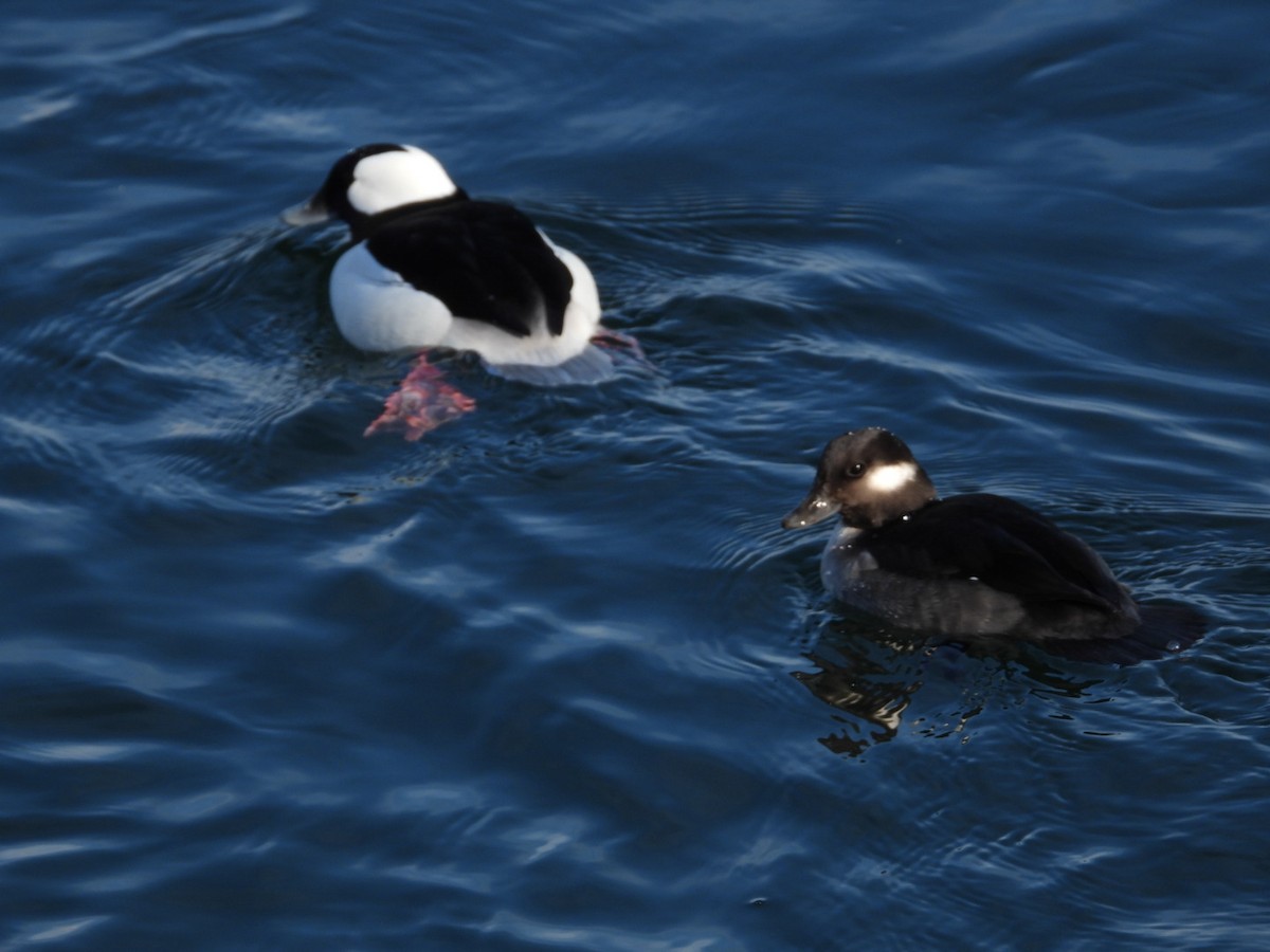 Bufflehead - ML646872984