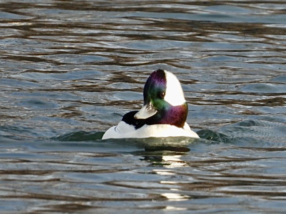 Bufflehead - ML646872985
