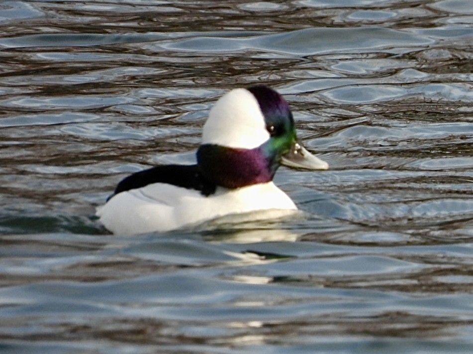 Bufflehead - ML646872986