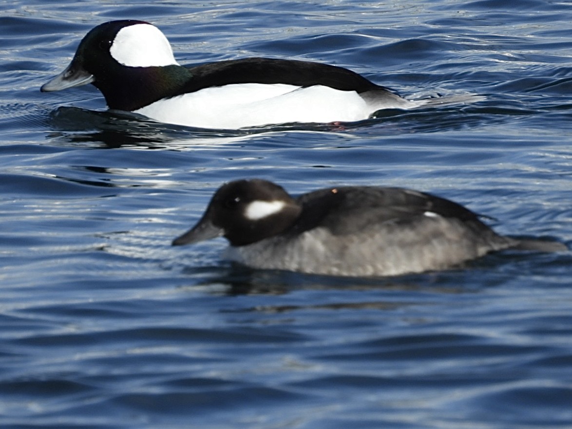 Bufflehead - ML646872987