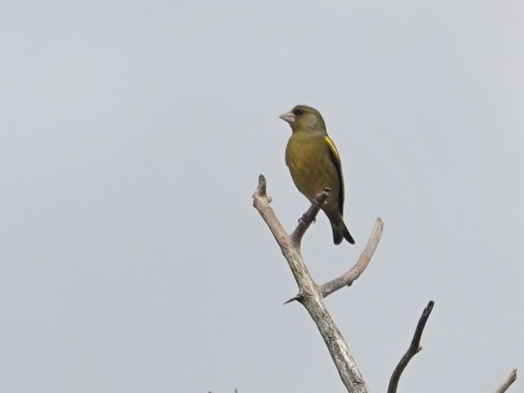 European Greenfinch - ML646872991