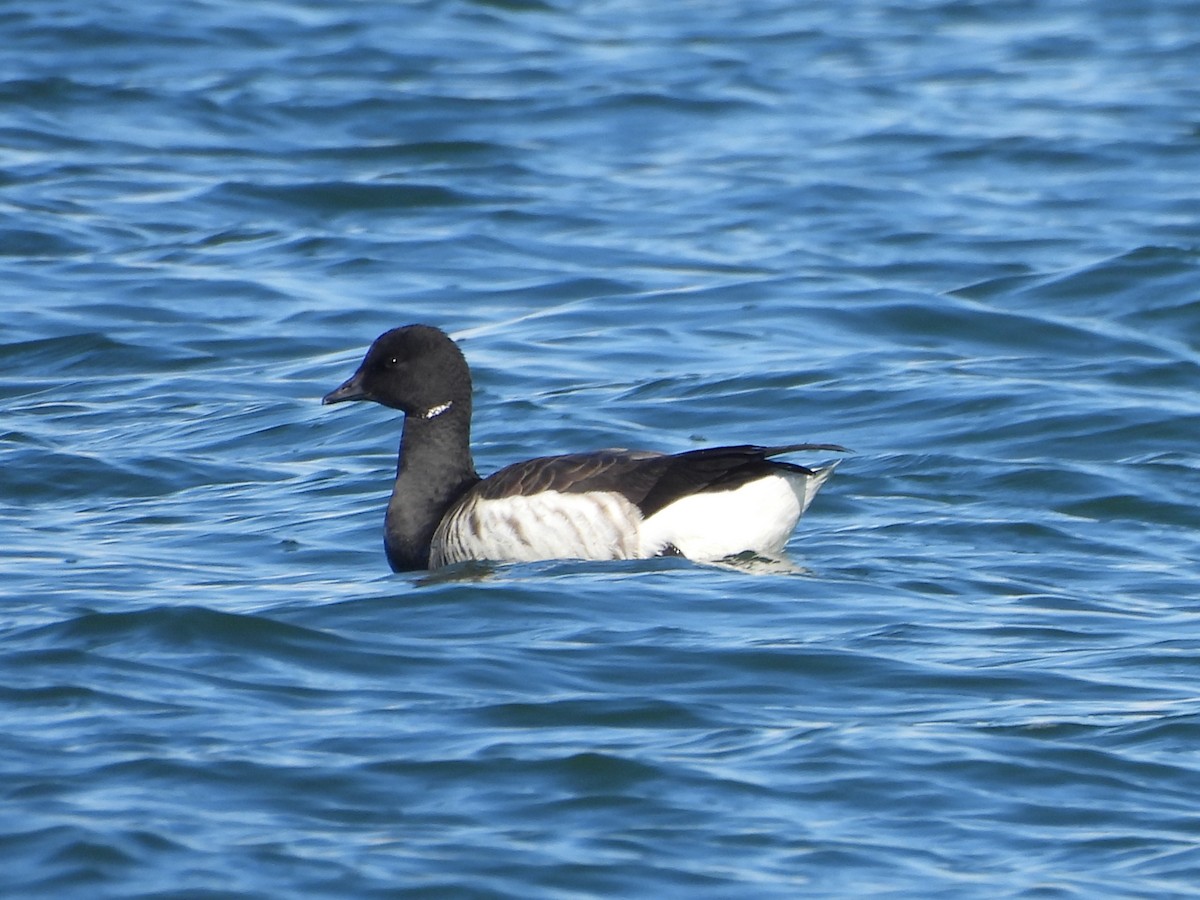 Brant - ML646872992