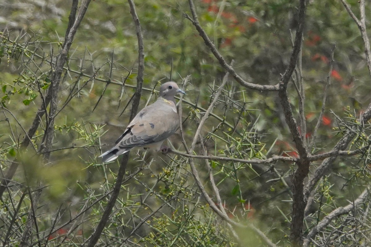 Zenaida belarriduna - ML646872993