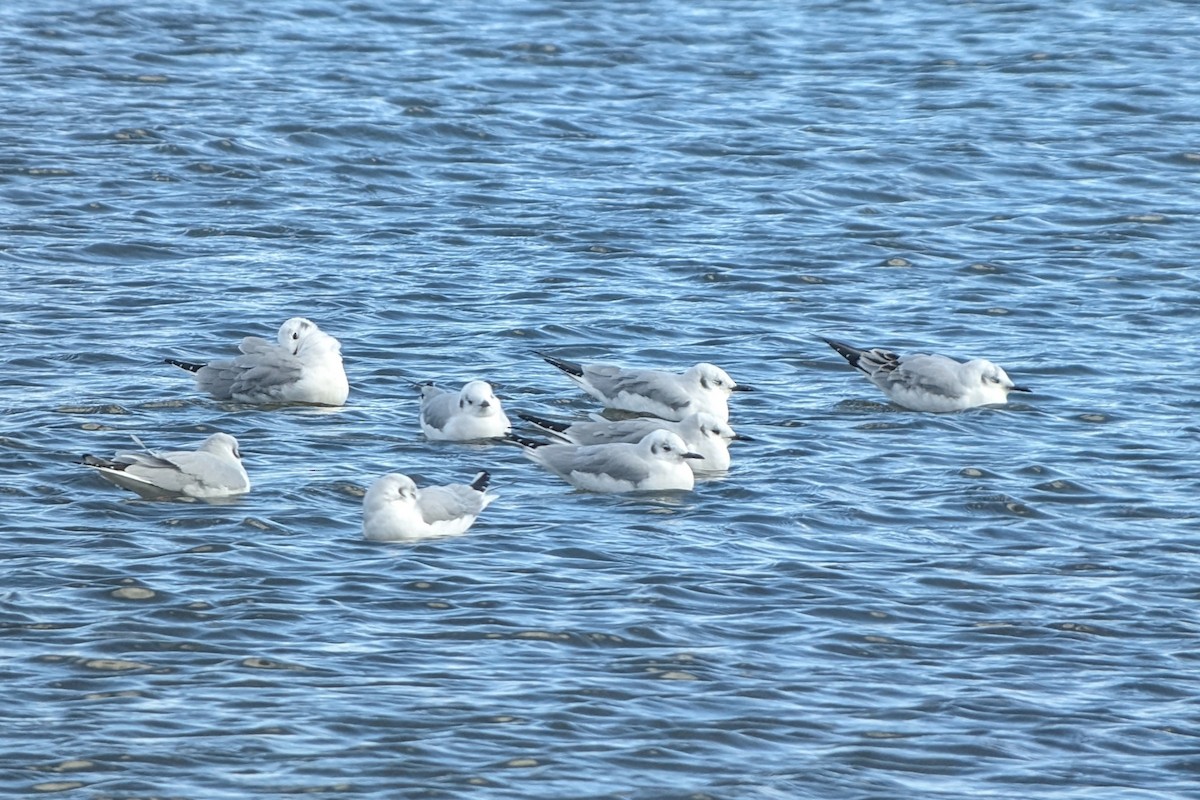 Bonaparte's Gull - ML646872995